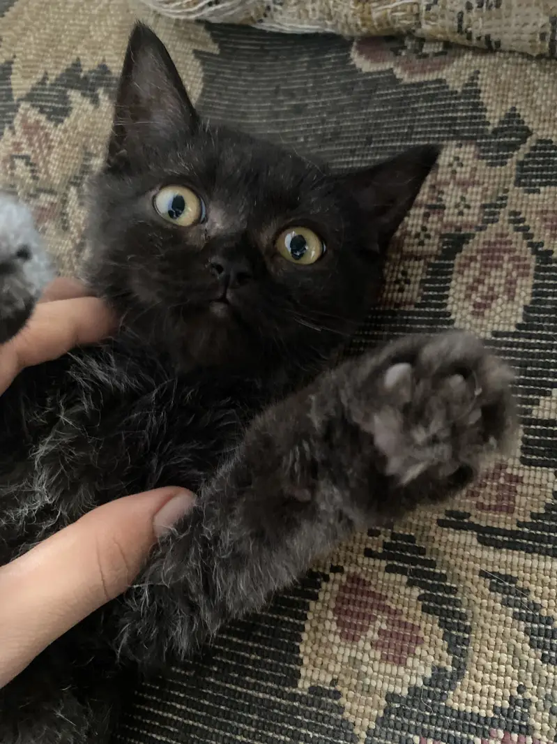 Pair of 5-Month-Old Persian Cats for Sale – Friendly & Playful — photo 8