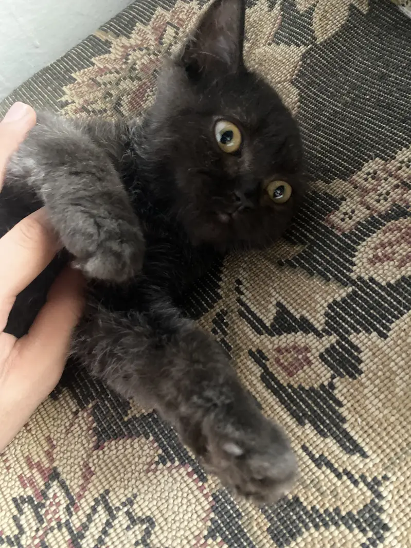 Pair of 5-Month-Old Persian Cats for Sale – Friendly & Playful — photo 9
