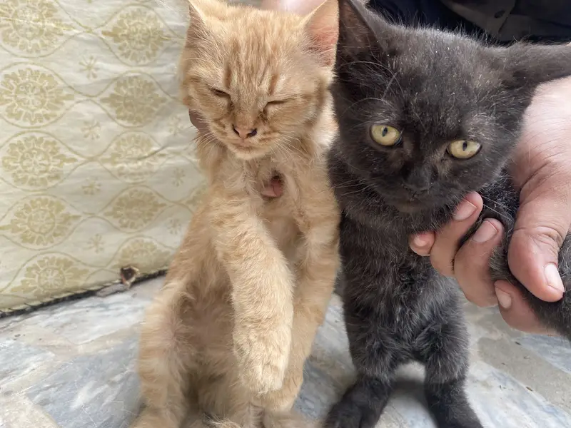 Pair of 5-Month-Old Persian Cats for Sale – Friendly & Playful — photo 10