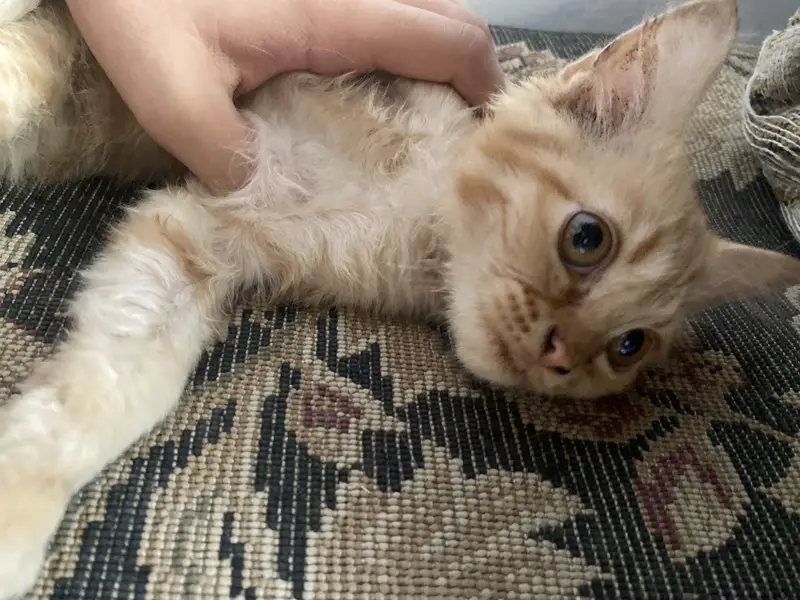 Pair of 5-Month-Old Persian Cats for Sale – Friendly & Playful — photo 11