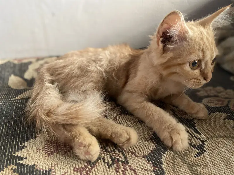 Pair of 5-Month-Old Persian Cats for Sale – Friendly & Playful — photo 12