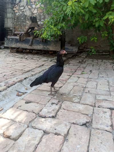 mushkil aseel for sale