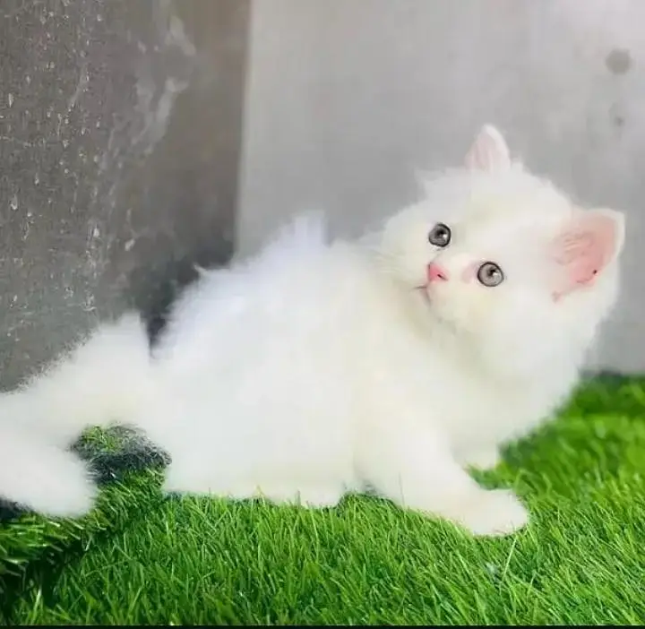(Persian female kitten) (for sale all) (Pakistan delivery available)