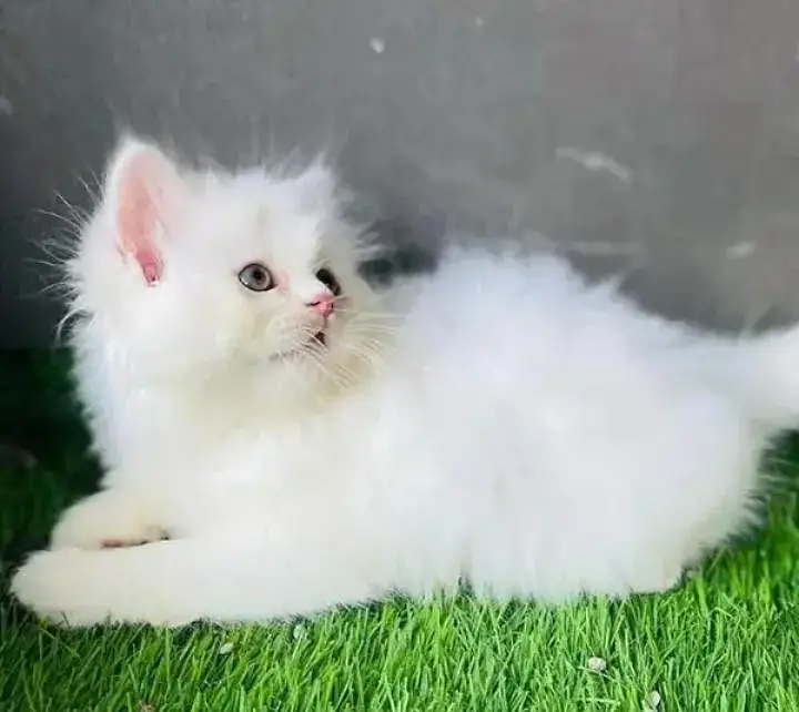 (Persian female kitten) (for sale all) (Pakistan delivery available) — photo 2