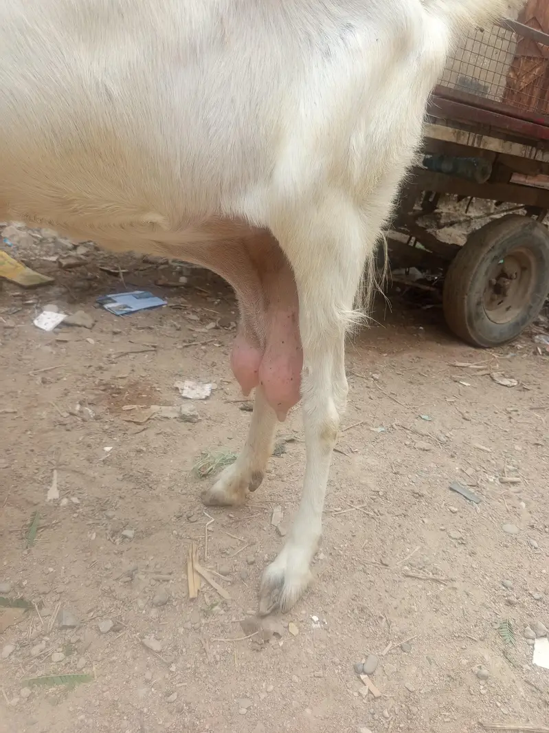 VIP he lent wala rabata kare — photo 2