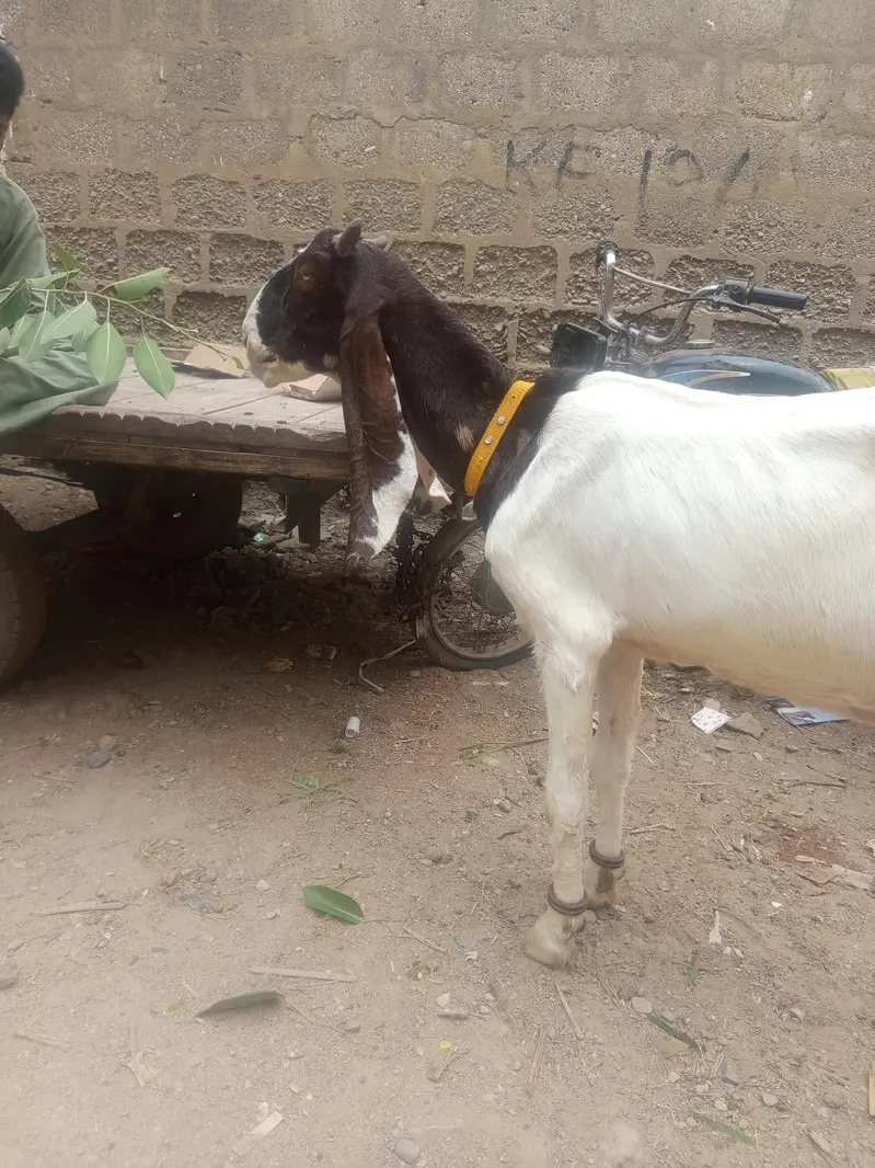VIP he lent wala rabata kare — photo 3