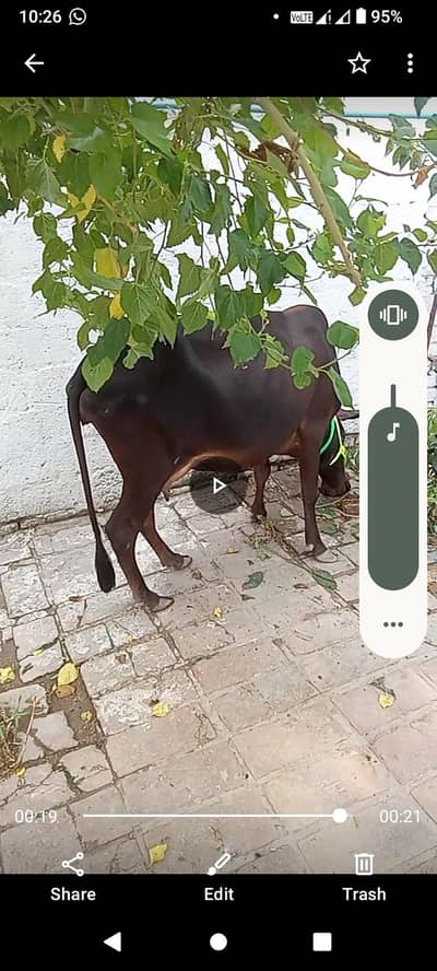 taza soi cow Sath wachi