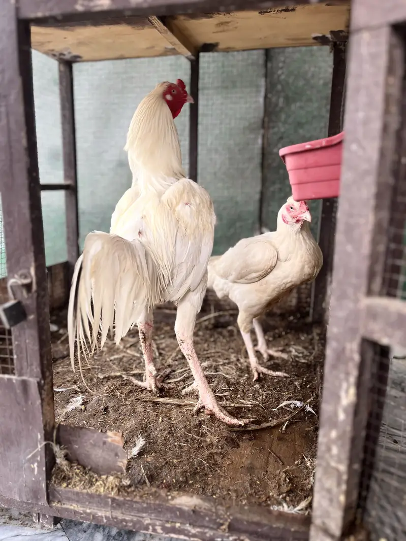 Pure white Heera Aseel — photo 2