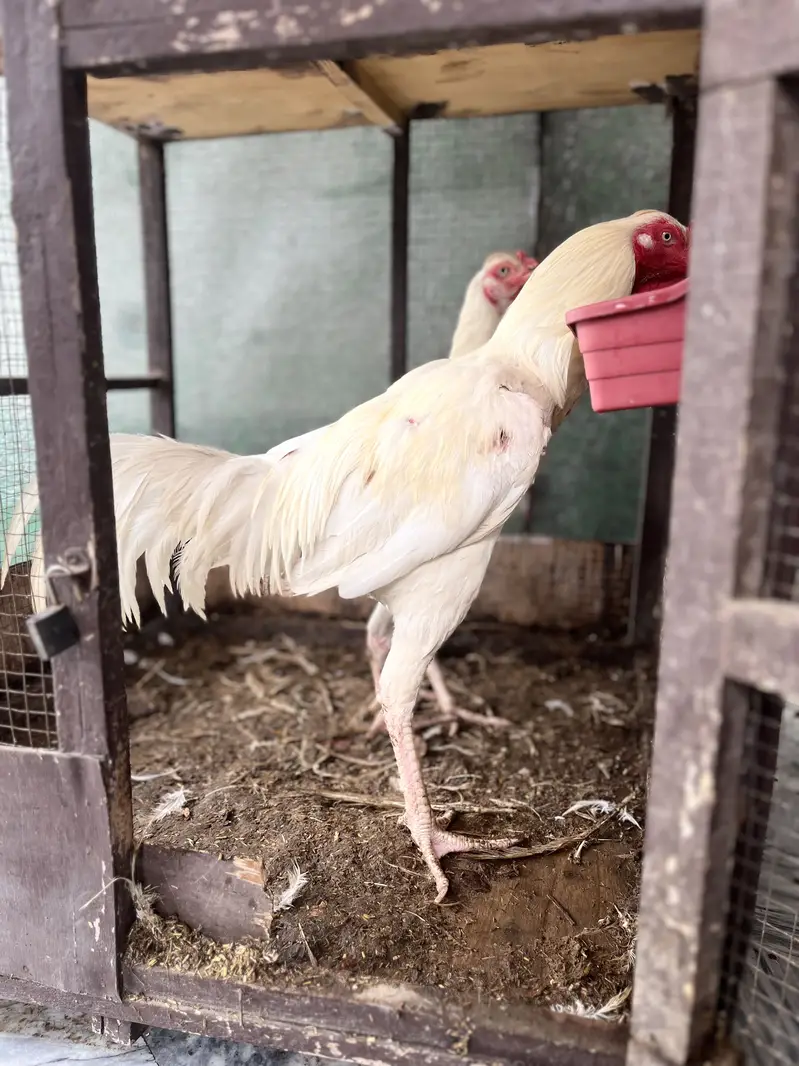 Pure white Heera Aseel — photo 3