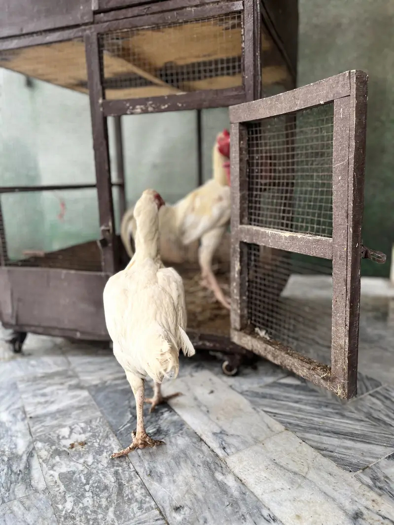 Pure white Heera Aseel — photo 5