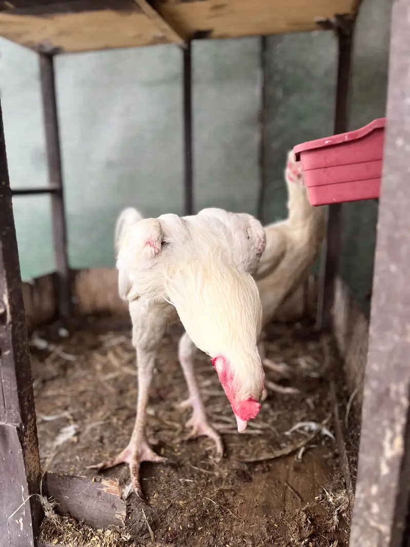 Pure white Heera Aseel — photo 6