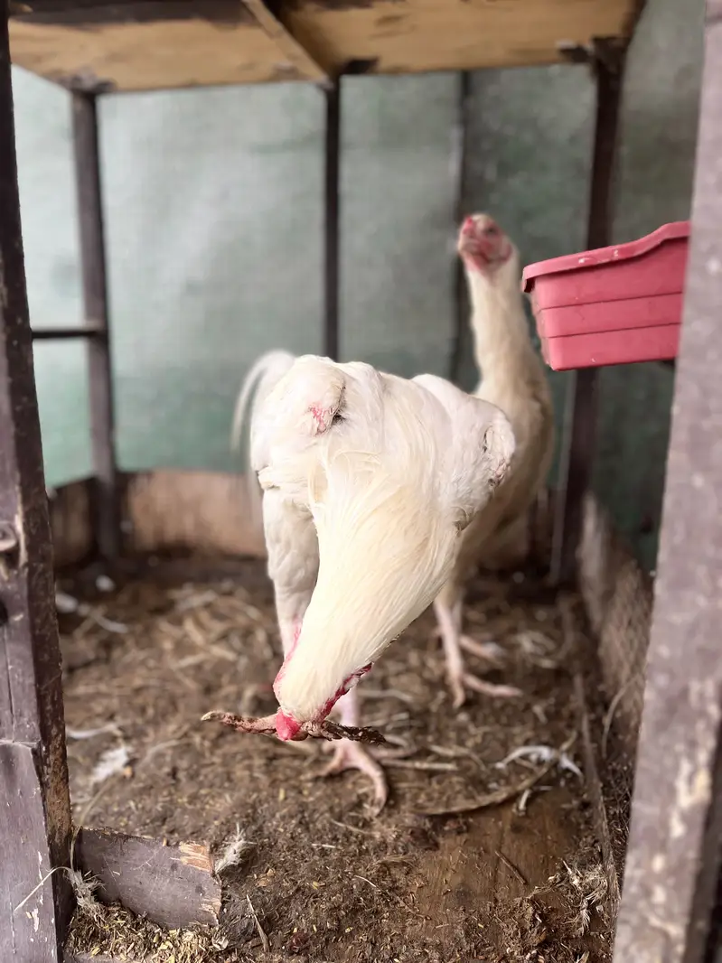 Pure white Heera Aseel — photo 7