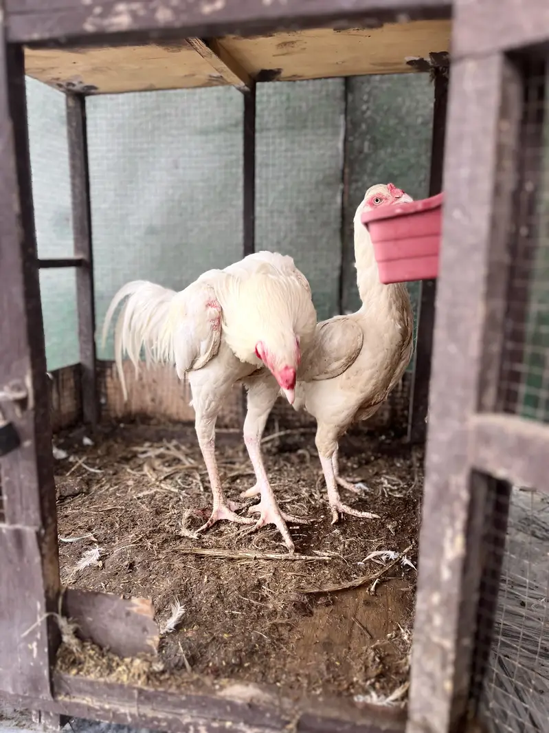 Pure white Heera Aseel — photo 8