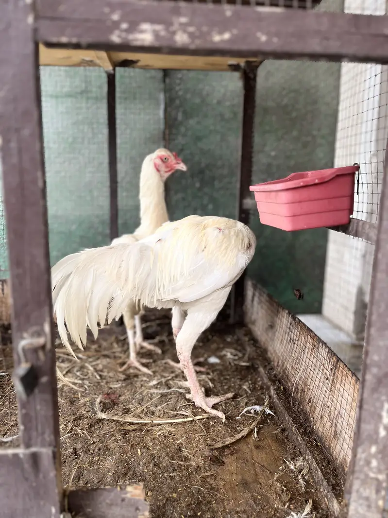 Pure white Heera Aseel — photo 10