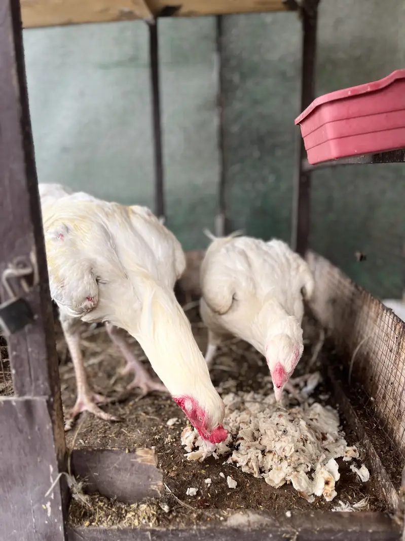 Pure white Heera Aseel — photo 11