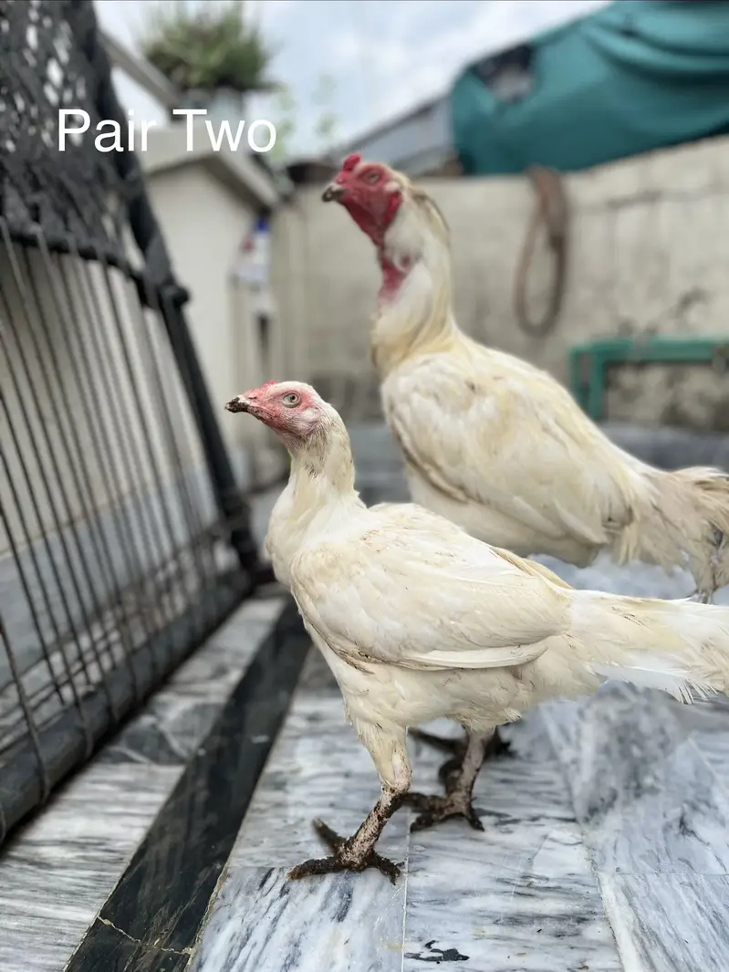Pure white Heera Aseel — photo 12