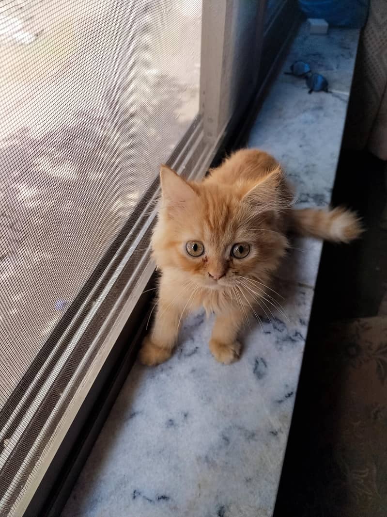 Persian Cat 0