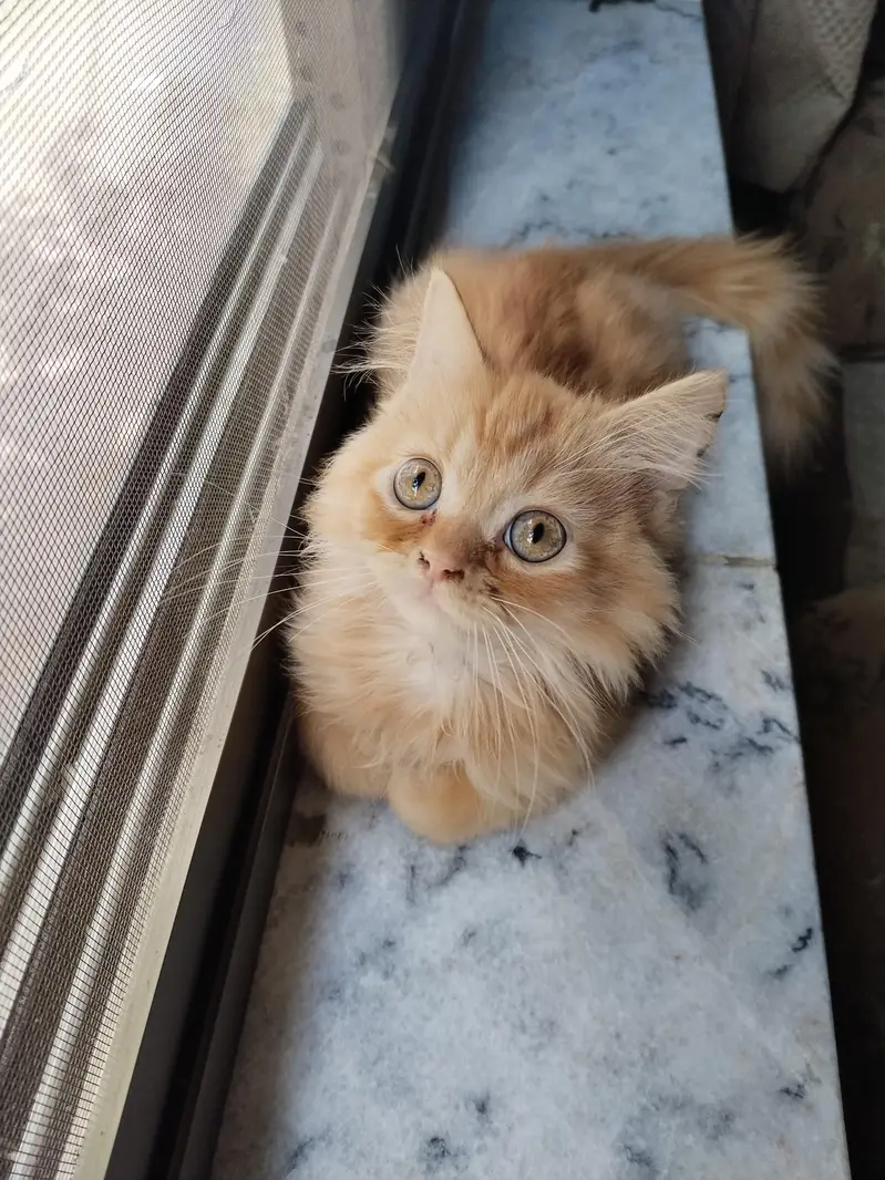 Persian Cat — photo 2