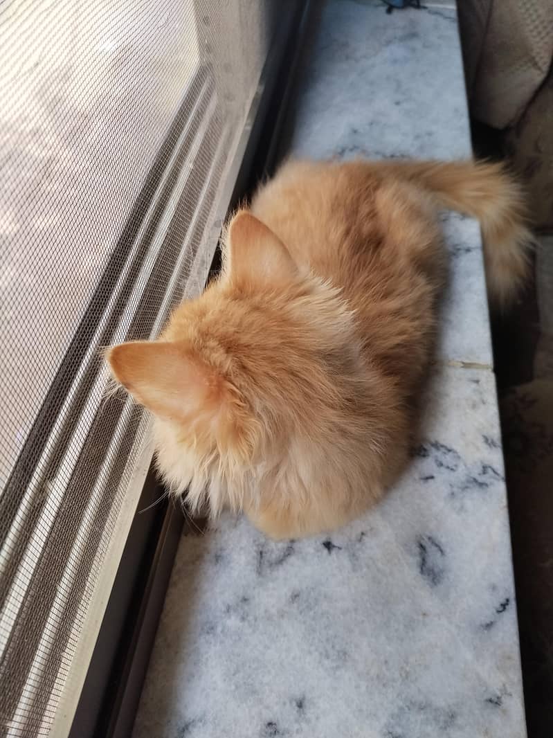 Persian Cat 2