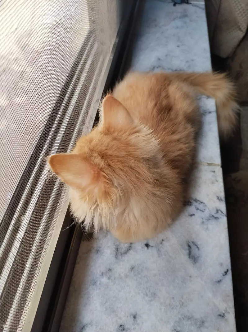 Persian Cat — photo 3