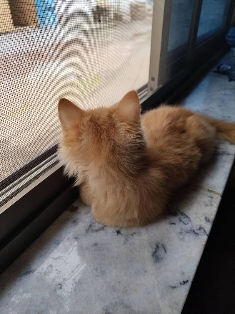Persian Cat 3