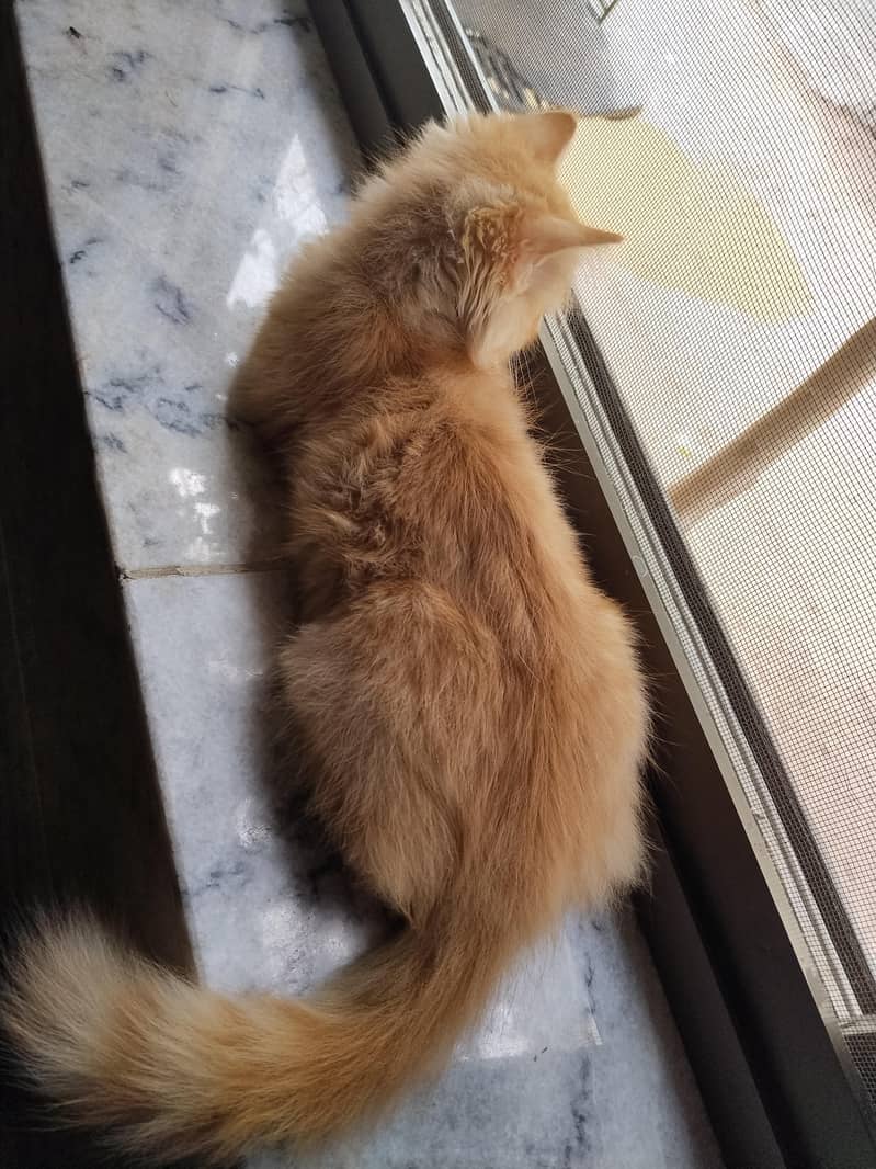 Persian Cat 4
