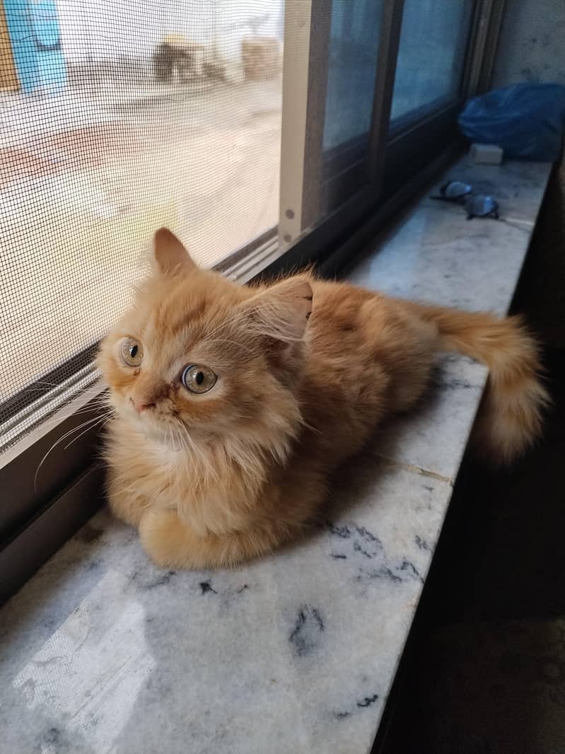 Persian Cat 5