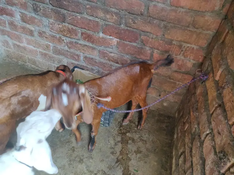 baby female tadey erjant sael 03064295133 rabta kar ly — photo 5