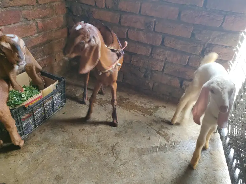 baby female tadey erjant sael 03064295133 rabta kar ly — photo 6