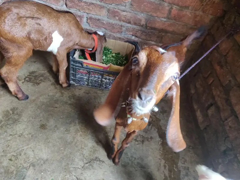 baby female tadey erjant sael 03064295133 rabta kar ly — photo 9