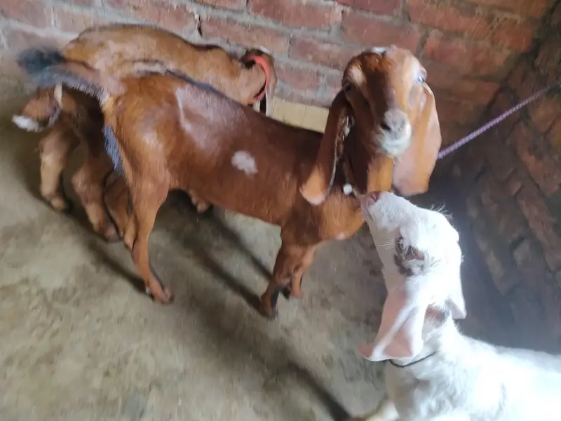 baby female tadey erjant sael 03064295133 rabta kar ly — photo 10
