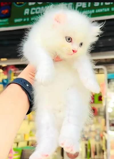 (Persian female kitten) (for sale all) (Pakistan delivery available)