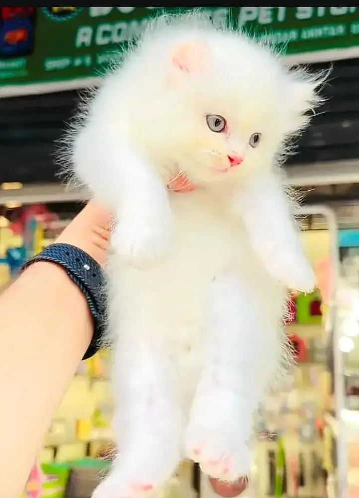 (Persian female kitten) (for sale all) (Pakistan delivery available)
