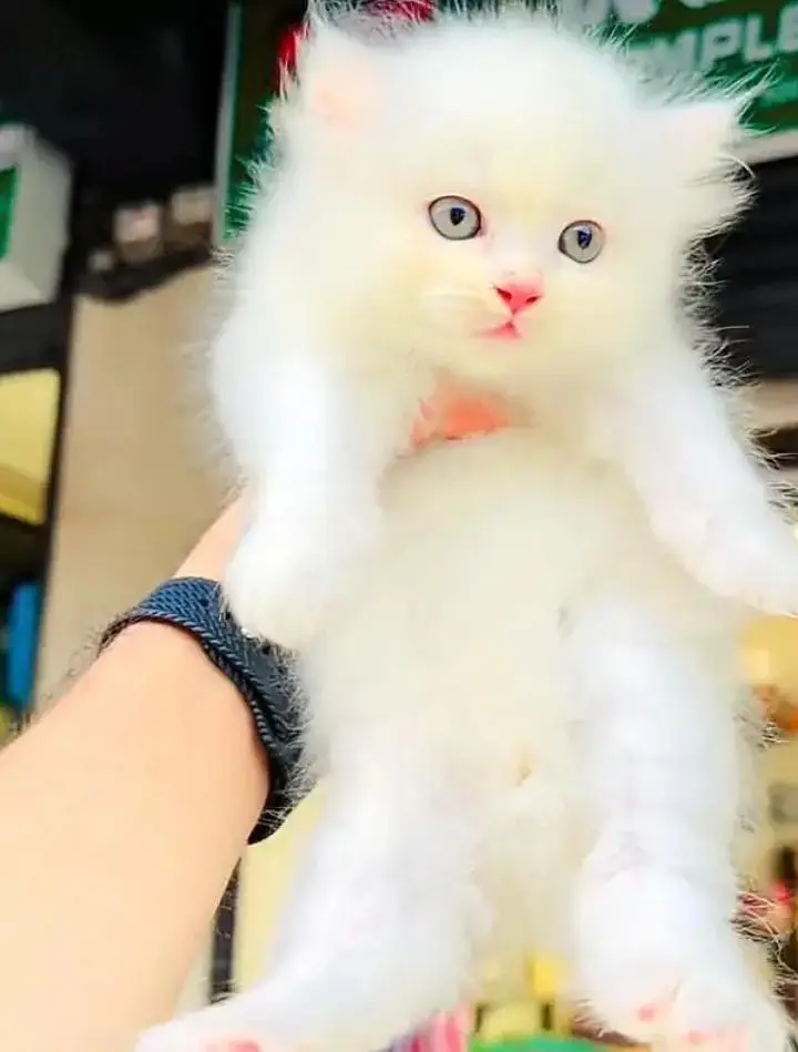 (Persian female kitten) (for sale all) (Pakistan delivery available) — photo 2