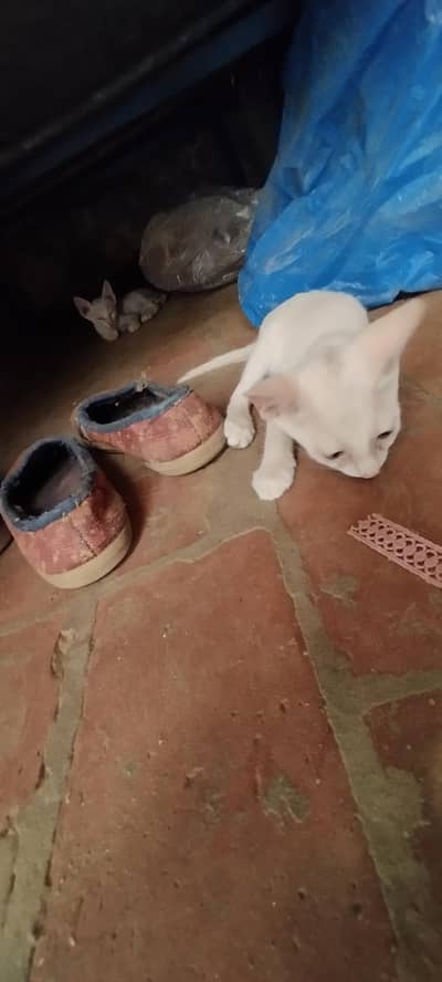 pair for sale . . . . . .