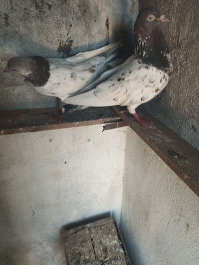 pegion for sale hen  location doberan kallan tehsil kallar syedan