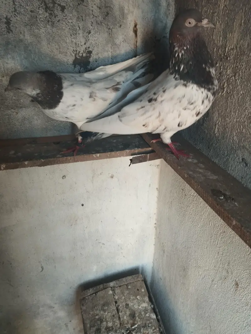 pegion for sale hen  location doberan kallan tehsil kallar syedan
