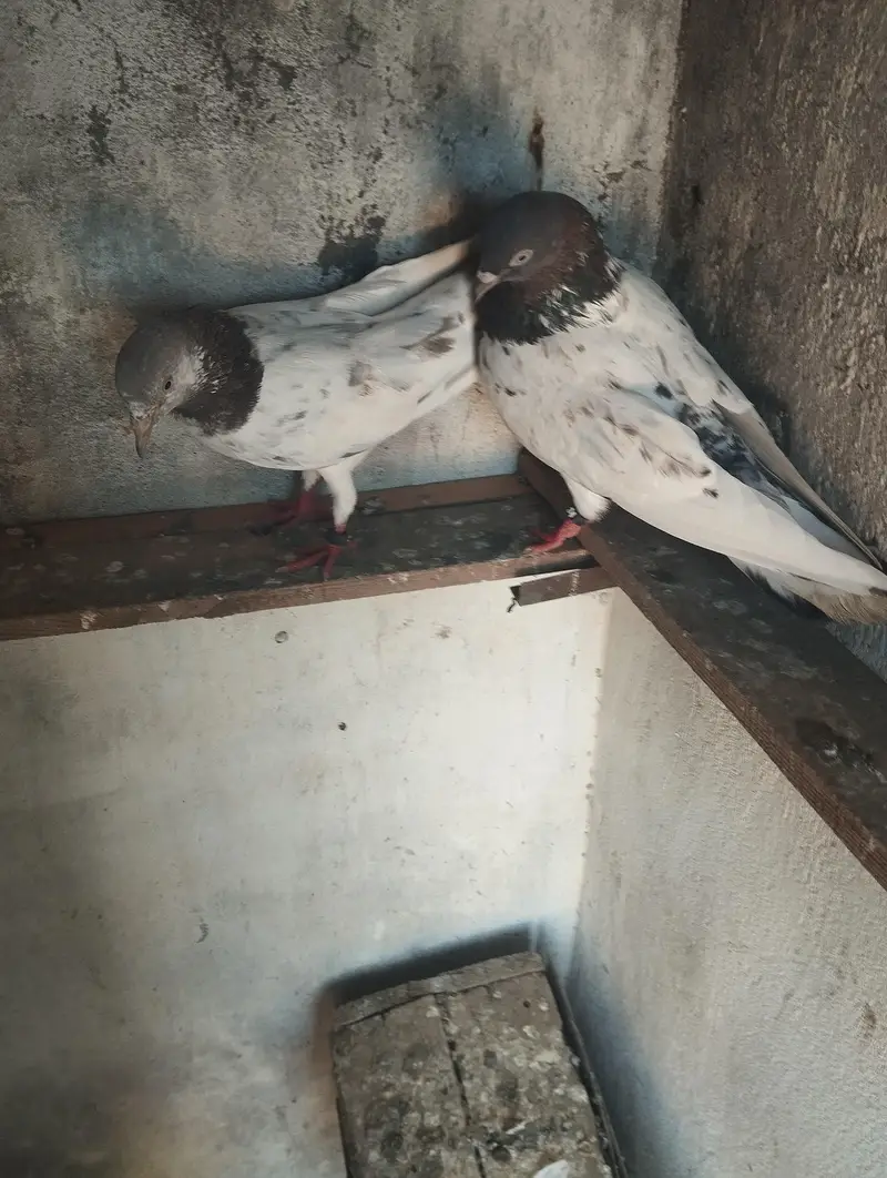 pegion for sale hen  location doberan kallan tehsil kallar syedan — photo 2