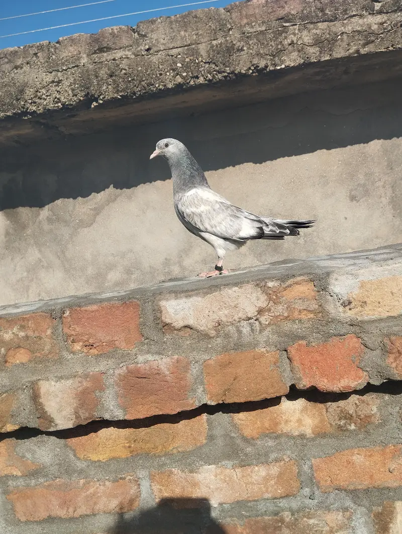 pegion for sale hen  location doberan kallan tehsil kallar syedan — photo 3