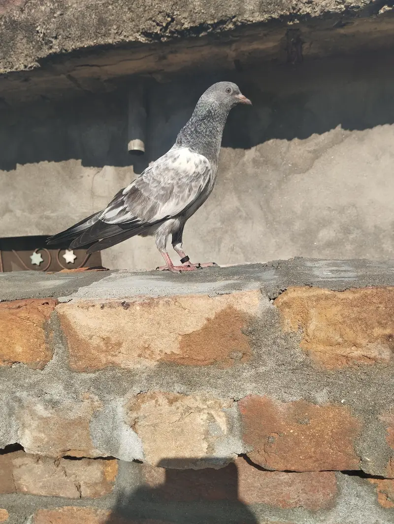 pegion for sale hen  location doberan kallan tehsil kallar syedan — photo 4