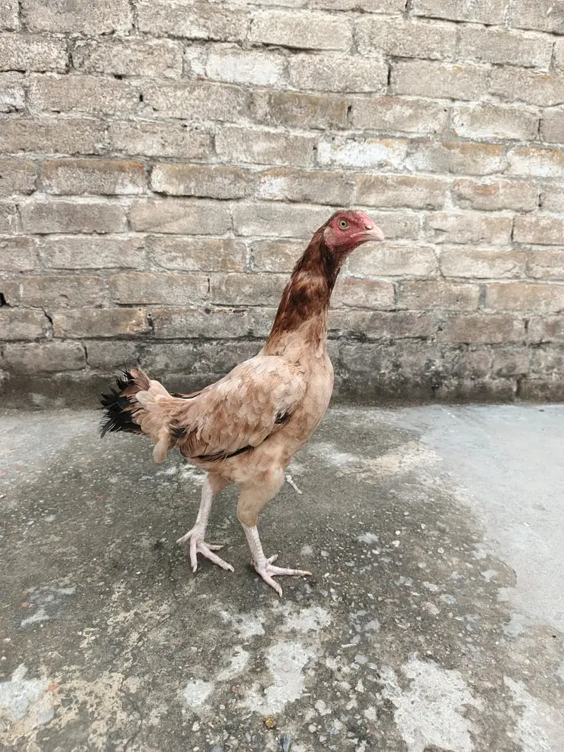 Aseel Murga & Murgia For sale — photo 3