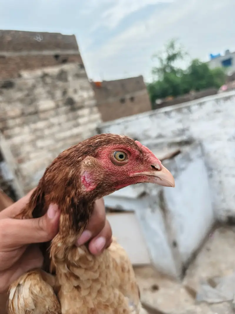 Aseel Murga & Murgia For sale — photo 4