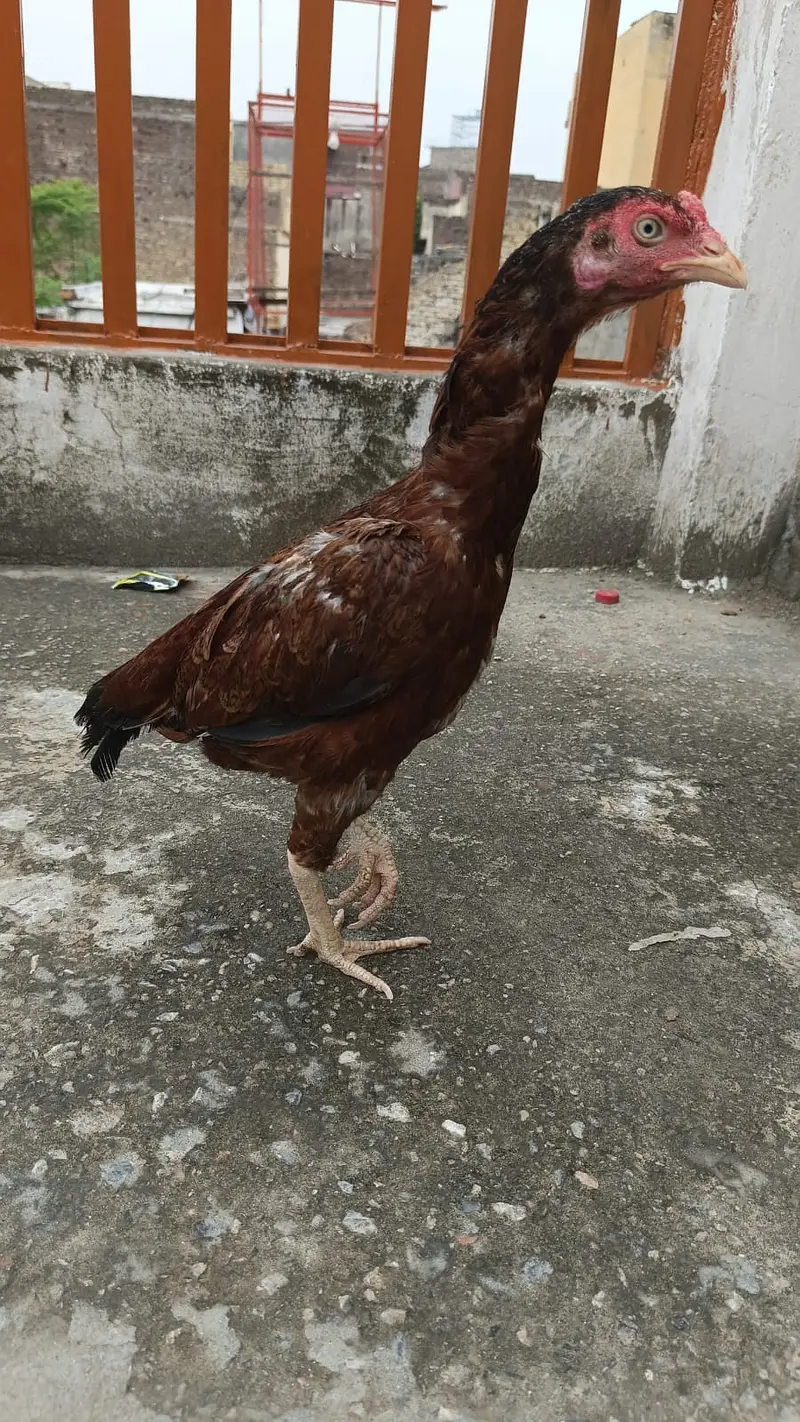 Aseel Murga & Murgia For sale — photo 6