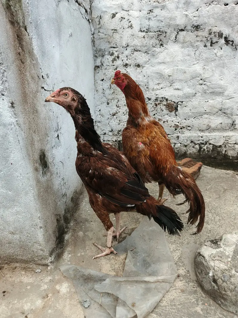Aseel Murga & Murgia For sale — photo 7