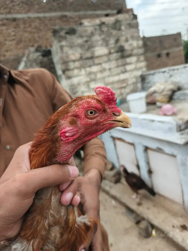 Aseel Murga & Murgia For sale — photo 8