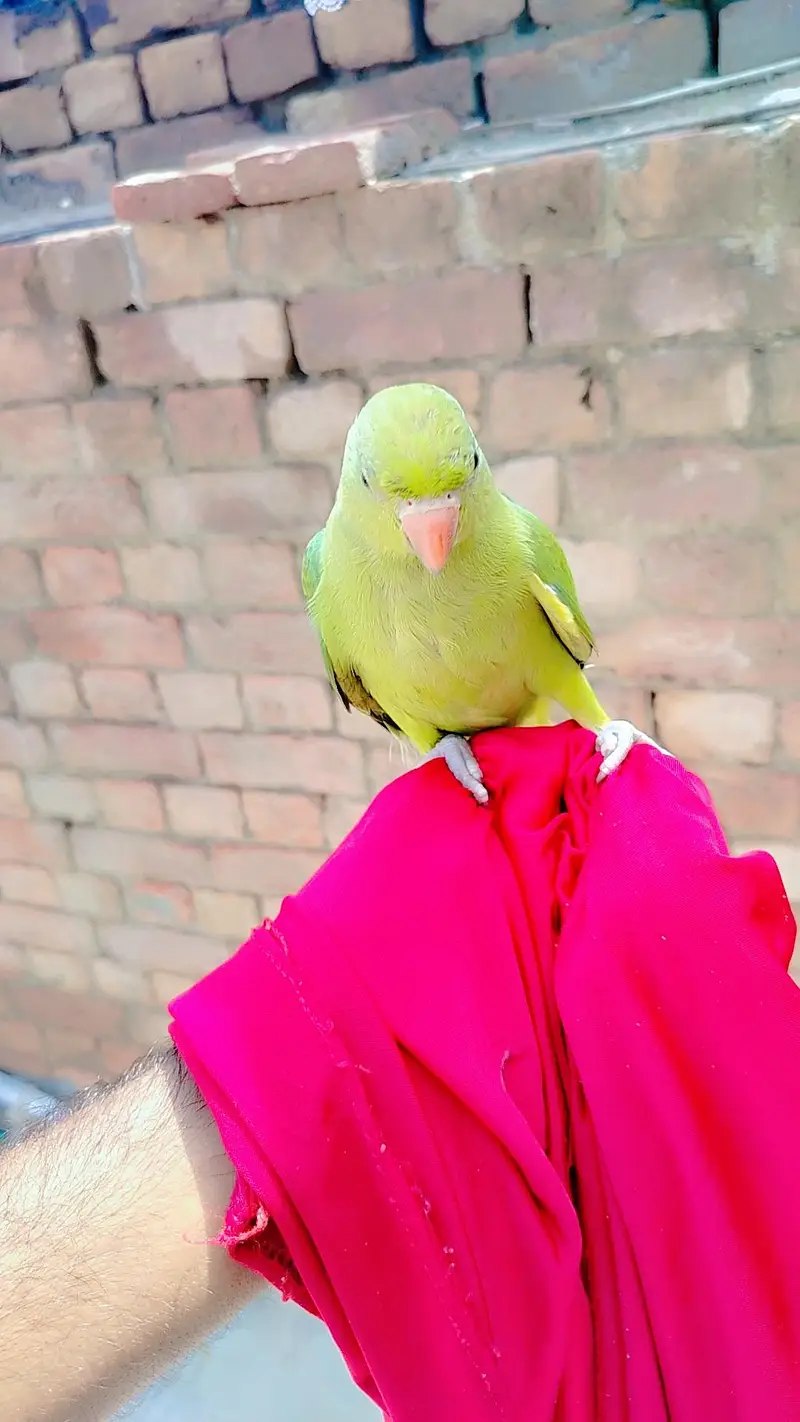 green parrot for sale
