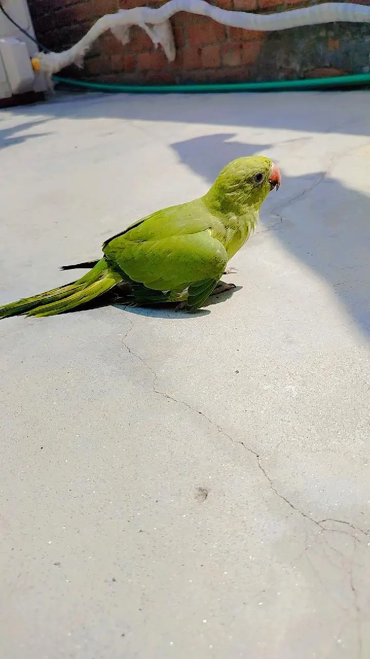 green parrot for sale — photo 2
