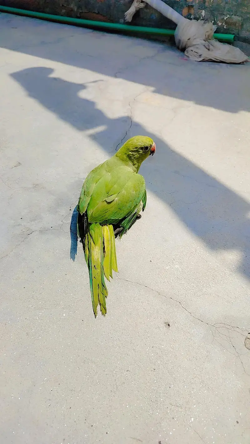 green parrot for sale — photo 3