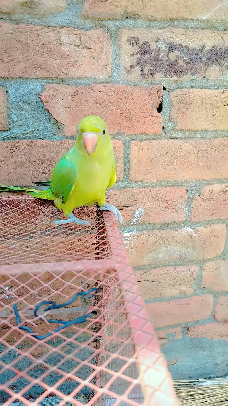 green parrot for sale — photo 4