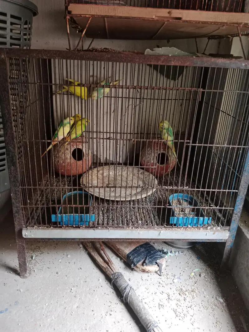 10 birds and one kid